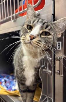 Paulie -  Domestic Short Hair Cat for Adoption in Black Eagle, Montana - Paulie | PetCurious