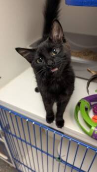 Domestic Short Hair Cats Available for Adoption in Winnipeg, Manitoba - Elphaba | PetCurious