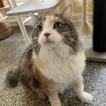 Mila -  Domestic Long Hair Cat for Adoption in Folsom, Louisiana - Mila | PetCurious