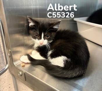 Albert -  Domestic Short Hair Cat for Adoption in Clarksville, Tennessee - Albert | PetCurious