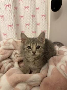 Dust Pan -  Domestic Short Hair Cat for Adoption in Lafayette, Indiana - Dust Pan | PetCurious