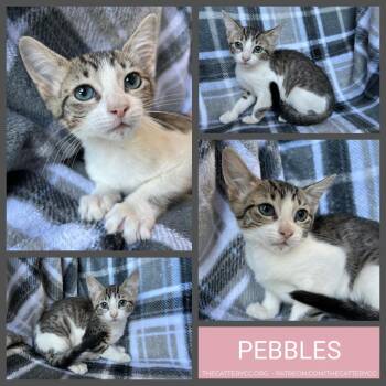 Pebbles -  Domestic Short Hair Cat for Adoption in Corpus Christi, Texas - Pebbles | PetCurious