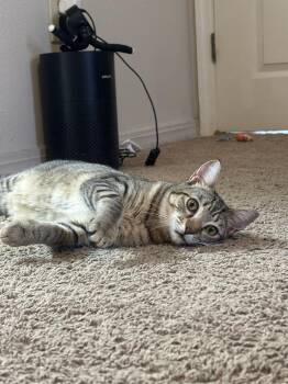 Rumi -  Domestic Short Hair Cat for Adoption in Alafaya, Florida - Rumi | PetCurious