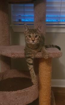 Rescue Domestic Short Hair Cats for Adoption in Westminster, Maryland - EMBER | PetCurious