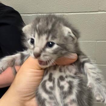 Damian -  Domestic Short Hair Cat for Adoption in Bristol, Indiana - Damian | PetCurious