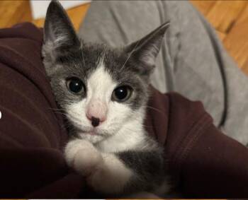 Rescue Domestic Short Hair and Russian Blue Cats for Adoption in Syosset, New York - Catalina | PetCurious