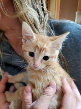 Pokadot -  Domestic Long Hair Cat for Adoption in Manhattan, Kansas - Pokadot | PetCurious