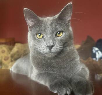 Chaos (coming soon!) -  Domestic Short Hair Cat Available for Adoption in Kalamazoo, Michigan - Chaos (coming Soon!) | PetCurious