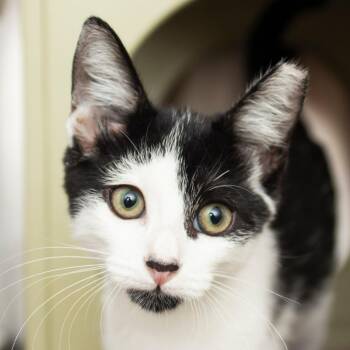 Pork Chop -  Domestic Short Hair Cat for Adoption in Middletown, Rhode Island - Pork Chop | PetCurious