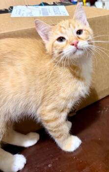 Domestic Short Hair Cats Available for Adoption in Lake Ozark, Missouri - MACK | PetCurious