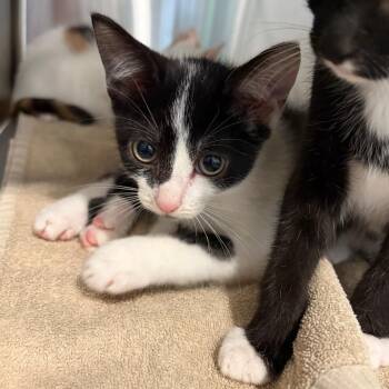 Salt -  Domestic Short Hair Cat for Adoption in Scituate, Massachusetts - Salt | PetCurious