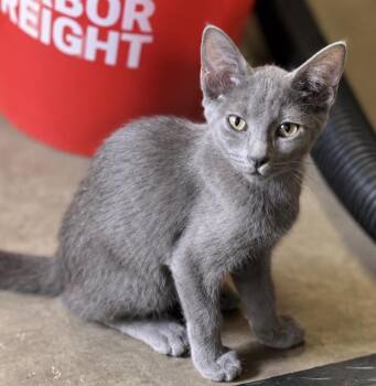 Silverpaws Plush -  Domestic Short Hair and Russian Blue Cat for Adoption in Chandler, Arizona - Silverpaws Plush | PetCurious