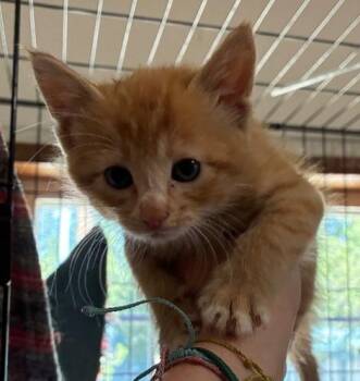 Taz -  Domestic Short Hair Cat for Adoption in Thompson Falls, Montana - Taz | PetCurious
