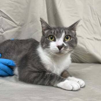Soroya -  Domestic Short Hair Cat for Adoption in Lyndhurst, Virginia - Soroya | PetCurious
