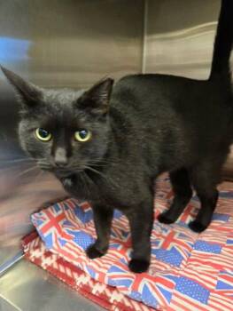 Domestic Short Hair Cats Available for Adoption - Matilda  | PetCurious