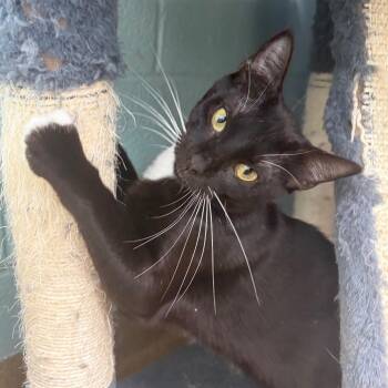 Johnson -  Domestic Short Hair Cat for Adoption in Corpus Christi, Texas - Johnson | PetCurious
