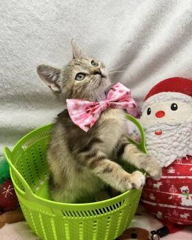 Rescue Torbie Cats for Adoption in Tavares, Florida - Macadamia | PetCurious