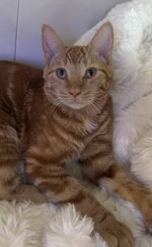 Marmalade -  Domestic Short Hair Cat for Adoption in Lincoln, Nebraska - Marmalade | PetCurious