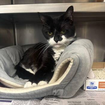 Typical Millenial -  Domestic Short Hair Cat for Adoption in Manchester, New Hampshire - Typical Millenial | PetCurious