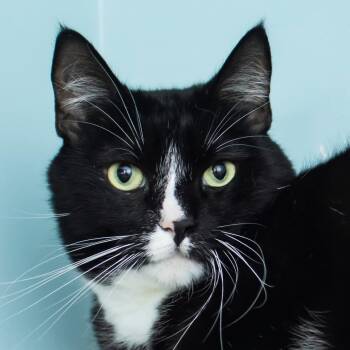 Killowwatt -  Domestic Short Hair Cat for Adoption in Middletown, Rhode Island - Killowwatt | PetCurious