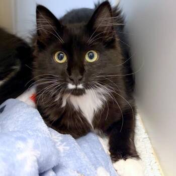 Pearl -  Domestic Medium Hair and Domestic Short Hair Cat for Adoption in Woodinville, Washington - Pearl | PetCurious
