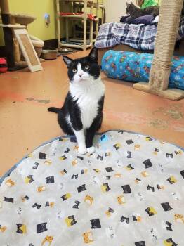 Sam -  American Shorthair Cat for Adoption in Tunica, Mississippi - Sam | PetCurious