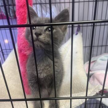 Mr. Pickles -  Domestic Medium Hair Cat for Adoption in Branson, Missouri - Mr. Pickles | PetCurious