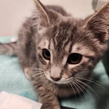 Pudding -  Domestic Short Hair Cat for Adoption in Oshkosh, Wisconsin - Pudding | PetCurious