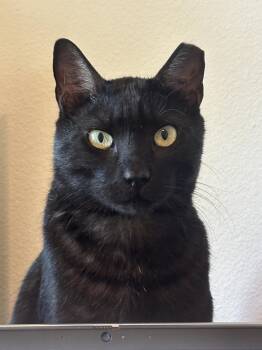 Domestic Short Hair Cats Available for Adoption in Spring, Texas - Rasputin-RF FH Petsmart  | PetCurious