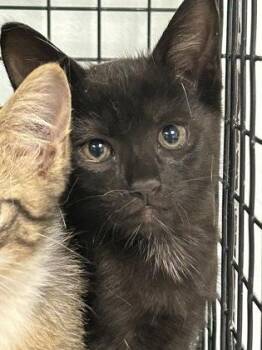 Woozy -  Domestic Short Hair Cat for Adoption in Largo, Florida - Woozy | PetCurious