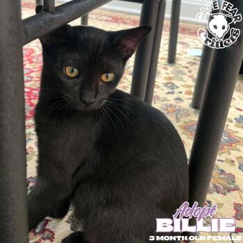 Billie -  Domestic Short Hair Cat for Adoption in Wilmington, North Carolina - Billie | PetCurious