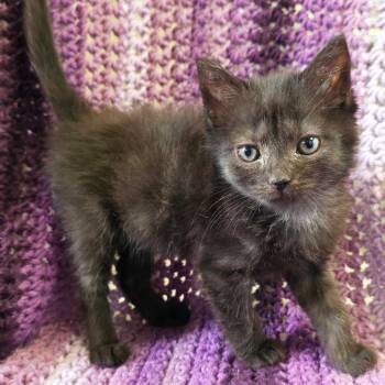 Lotty -  Domestic Short Hair Cat for Adoption in Mt. Juliet, Tennessee - Lotty | PetCurious