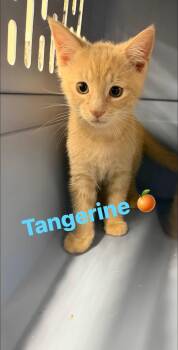 Tangerine -  Domestic Short Hair Cat for Adoption in Cowlesville, New York - Tangerine | PetCurious
