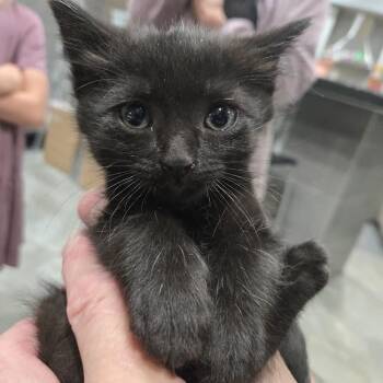 Meina -  Domestic Short Hair Cat for Adoption in Sioux Falls, South Dakota - Meina | PetCurious