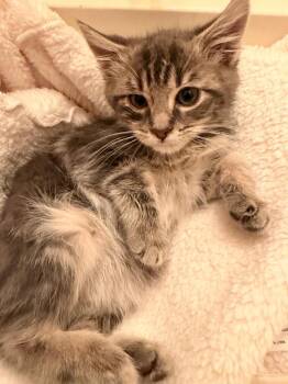 Tabby and Domestic Short Hair Cats Available for Adoption in Frisco, Texas - Leonardo P. | PetCurious