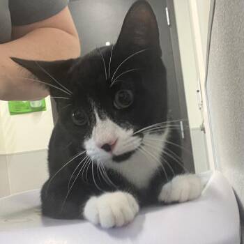 Jerry -  Domestic Short Hair Cat for Adoption in Tampa, Florida - Jerry | PetCurious