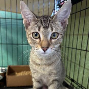 Rescue Domestic Short Hair Cats for Adoption in Webster, Texas - Jinxy Taylor | PetCurious