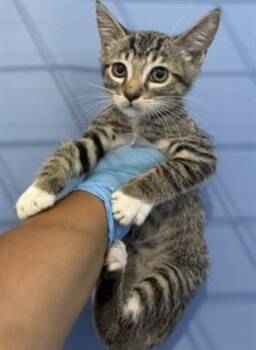 RICKY -  Domestic Short Hair Cat for Adoption in San Bernardino, California - RICKY | PetCurious