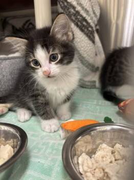 Cufflink -  Domestic Long Hair and Domestic Short Hair Cat for Adoption in Schenectady, New York - Cufflink | PetCurious