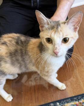 Malibu Sunset -  Domestic Short Hair Cat for Adoption in Trenton, New Jersey - Malibu Sunset | PetCurious
