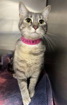 KALI -  Domestic Short Hair Cat for Adoption - KALI | PetCurious