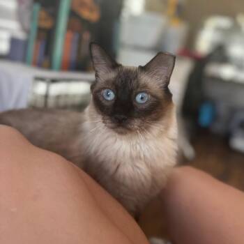 Lola -  Domestic Long Hair Cat for Adoption in Asheville, North Carolina - Lola | PetCurious