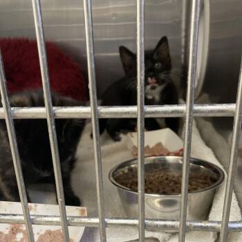 Domestic Short Hair Cats Available for Adoption in Long Beach, California - Catalina | PetCurious