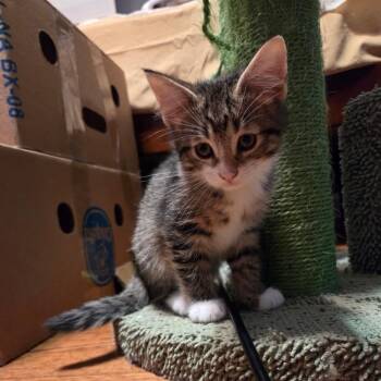 Pendant -  Domestic Short Hair Cat Available for Adoption in Chicago, Illinois - Pendant | PetCurious