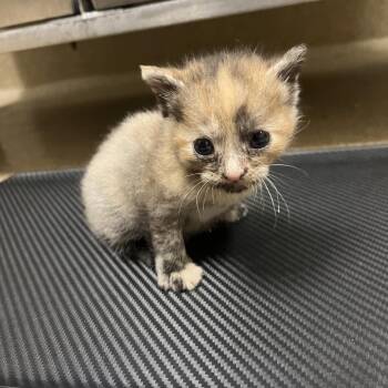 Chip -  Domestic Short Hair Cat for Adoption in Bristol, Indiana - Chip | PetCurious