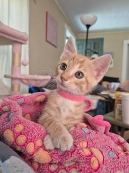 Rescue Domestic Medium Hair Cats for Adoption in Powdersville, South Carolina - Alexi | PetCurious