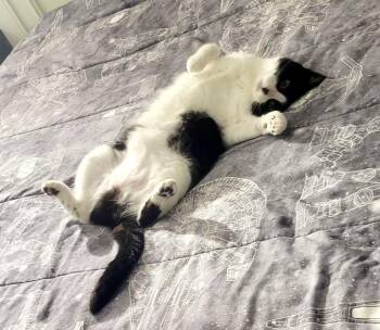 Marley -  Tuxedo and American Shorthair Cat for Adoption in Mission Viejo, California - Marley | PetCurious