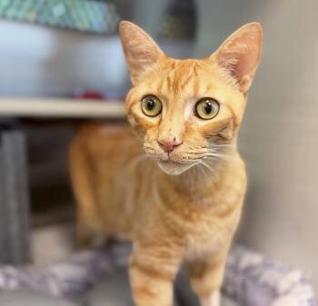Moses -  Domestic Short Hair Cat for Adoption in Nashville, Tennessee - Moses | PetCurious