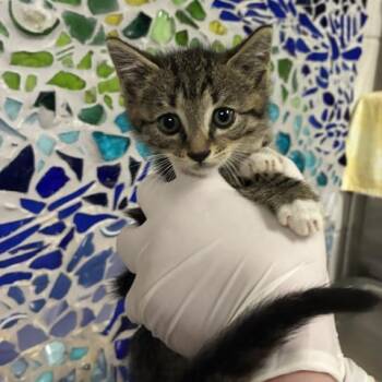 CHAMPLAIN -  Domestic Short Hair Cat for Adoption in Pensacola, Florida - CHAMPLAIN | PetCurious