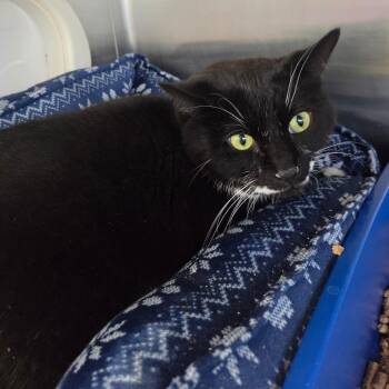 Domestic Medium Hair Cats Available for Adoption in Spokane, Washington - Houdini | PetCurious